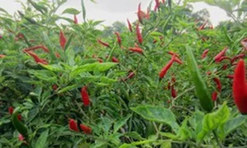 Loại quả cho không đầy chợ Việt được Lào, Mỹ ráo riết săn lùng: xuất khẩu tăng gấp đôi, nước ta có sản lượng hàng trăm nghìn tấn mỗi năm