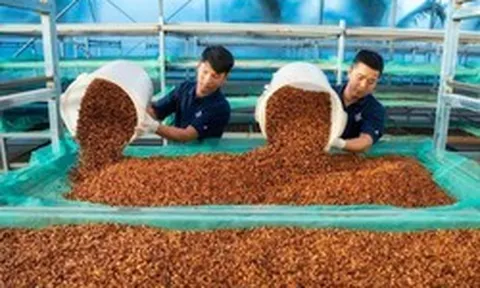 Xuất khẩu cà phê lập kỷ lục, mang về 8,5 tỷ USD