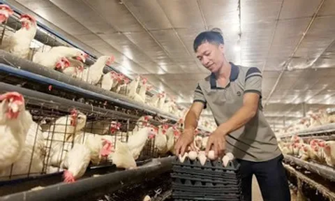 Bỏ nghề viễn thông, vợ chồng 9X nuôi gần 40.000 con gà, lãi 1 tỷ đồng/năm