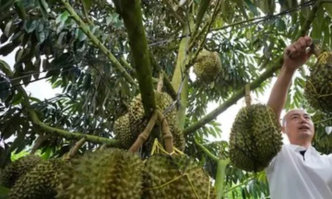 Sầu riêng chưa ra quả, người Lê và Miêu ở Hải Nam đã có thu nhập trăm triệu