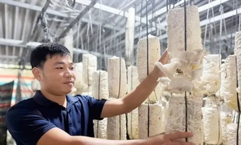 Vợ chồng 9X bỏ phố về quê trồng nấm, lãi khoảng 300 triệu đồng/năm